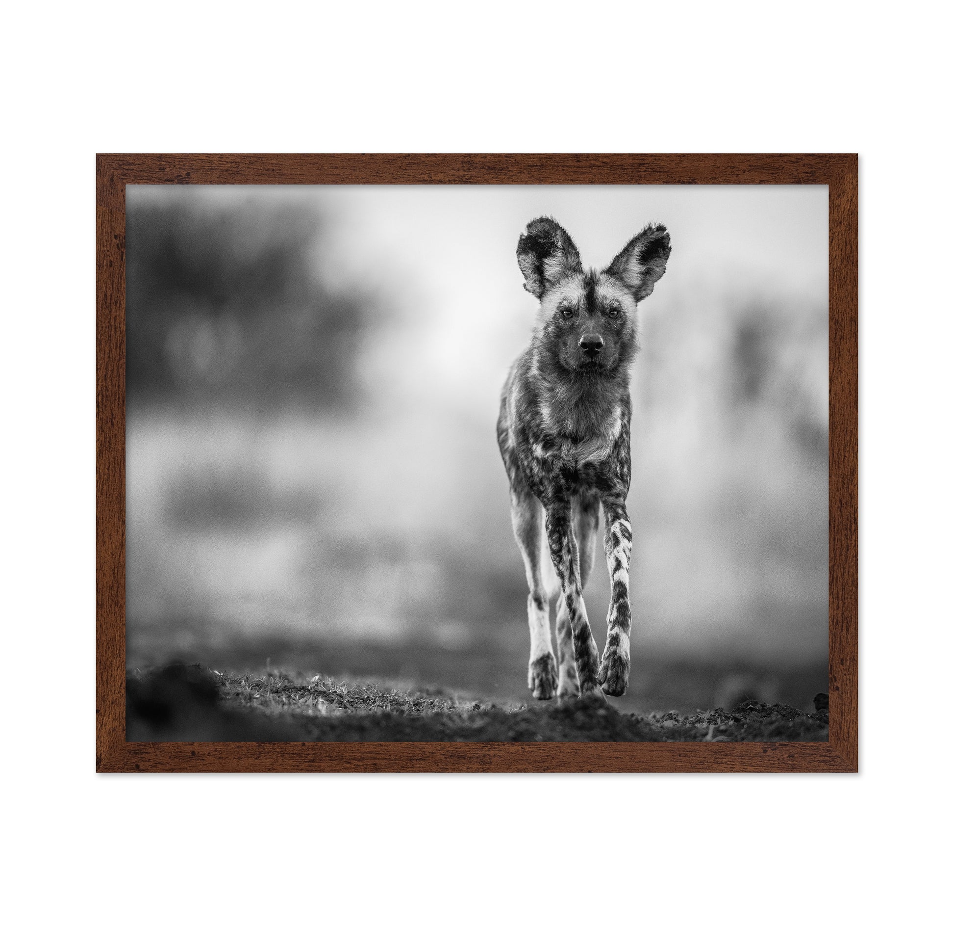 Monochrome Wild Dog