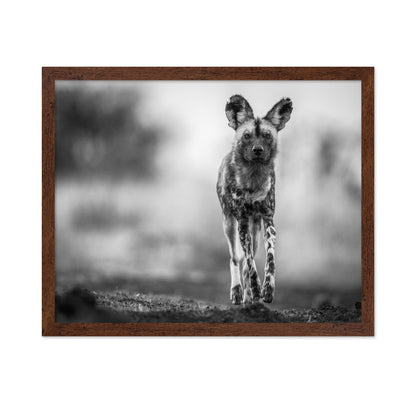 Monochrome Wild Dog