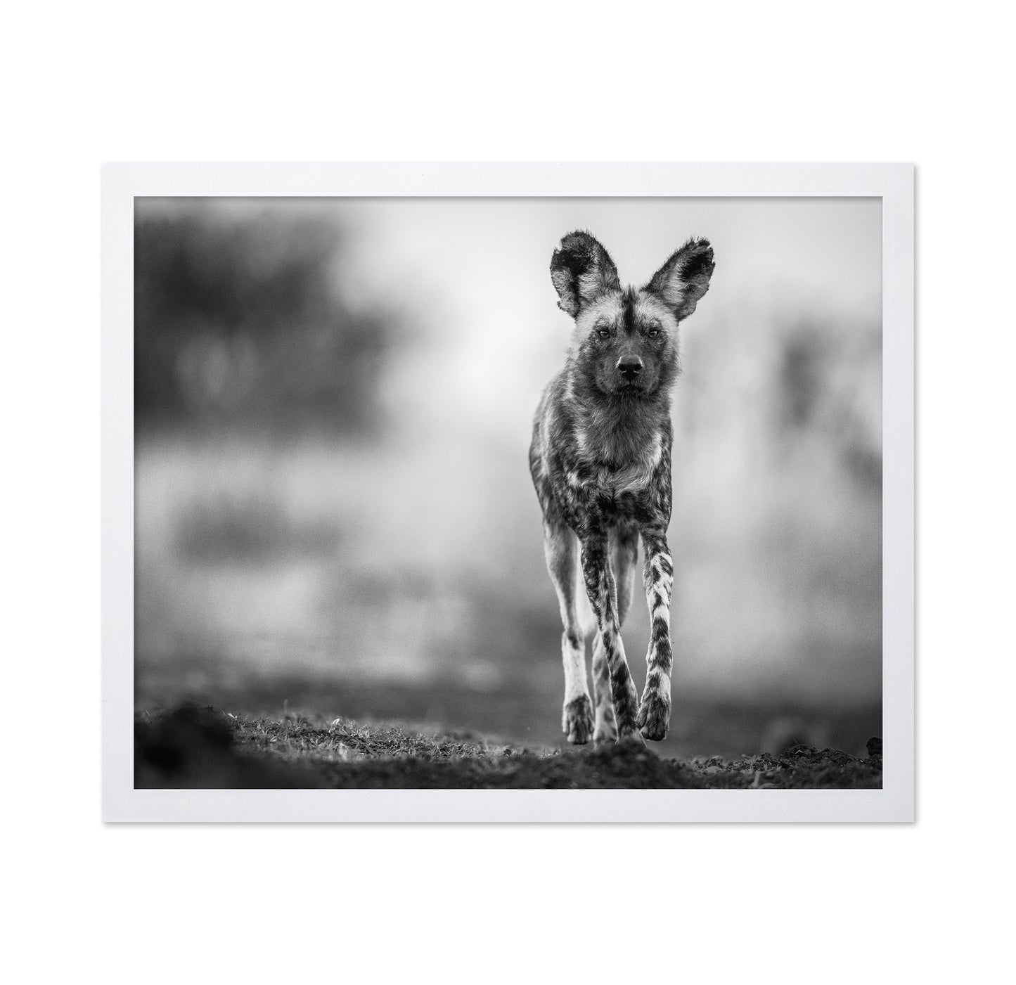 Monochrome Wild Dog