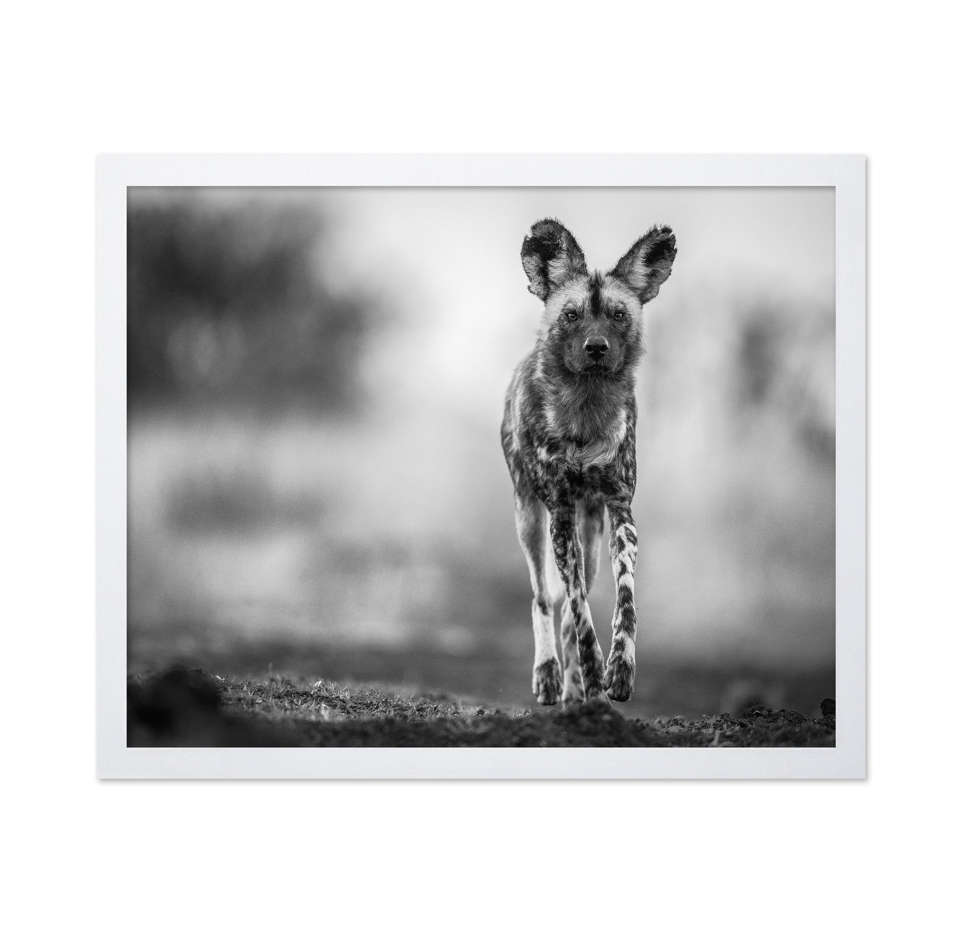 Monochrome Wild Dog