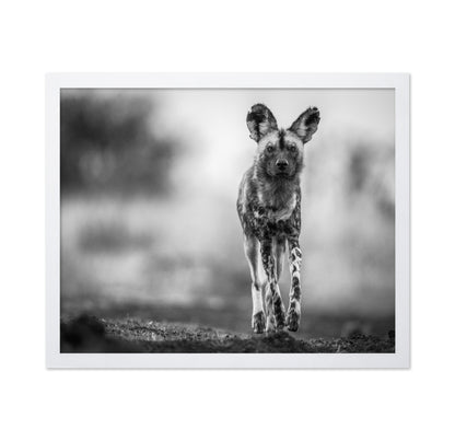 Monochrome Wild Dog