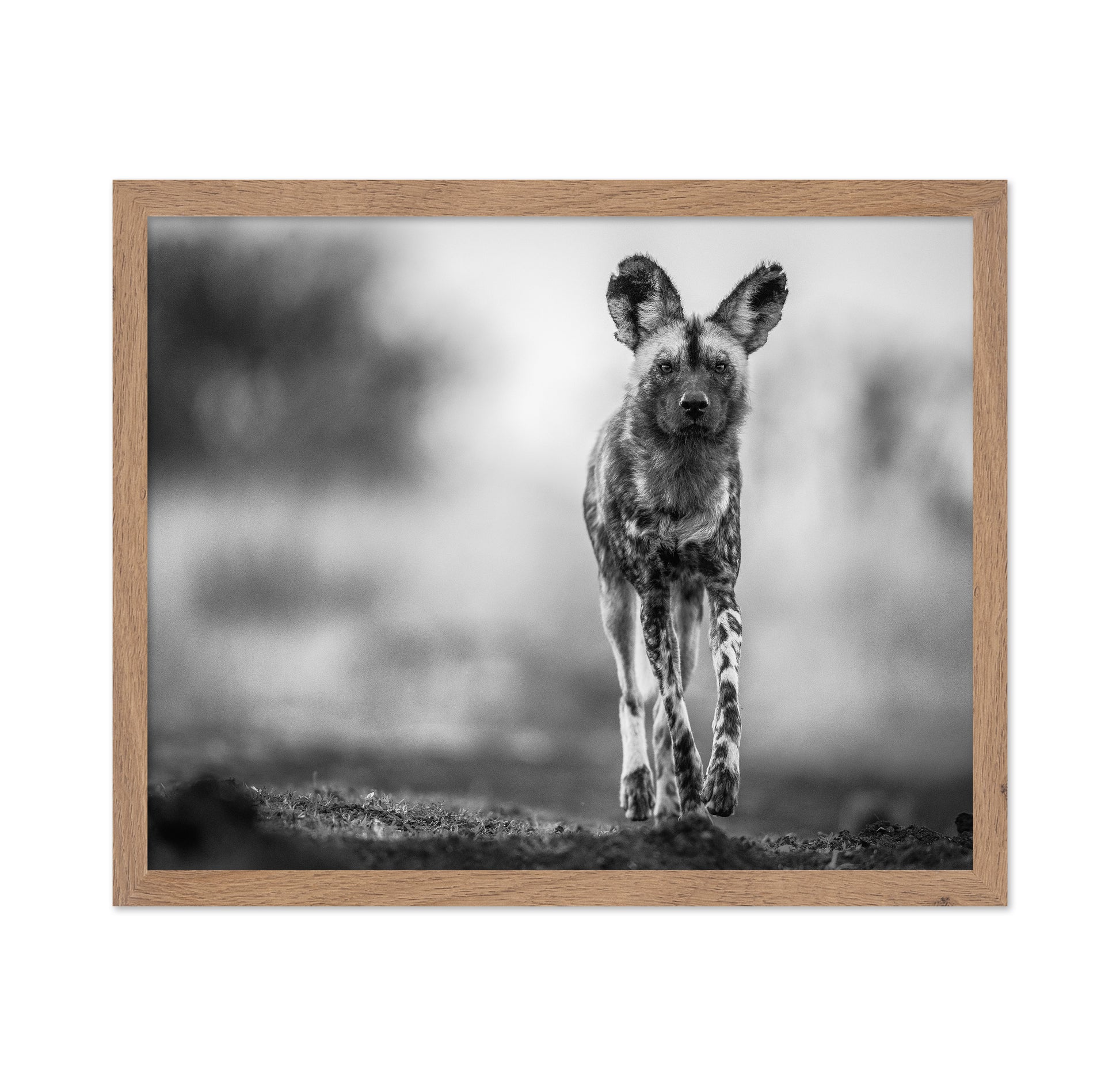 Monochrome Wild Dog
