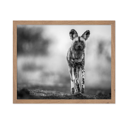 Monochrome Wild Dog