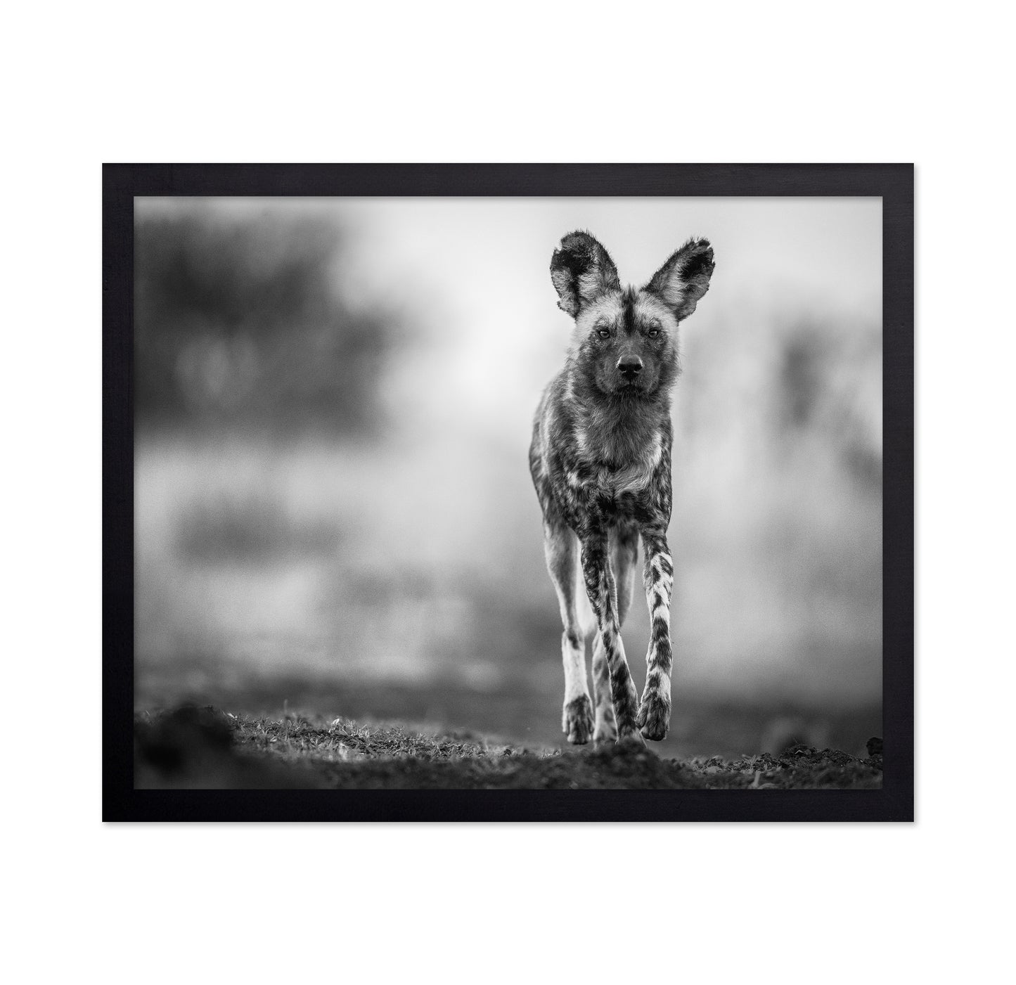 Monochrome Wild Dog
