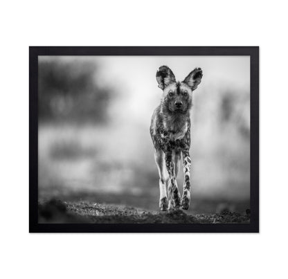 Monochrome Wild Dog