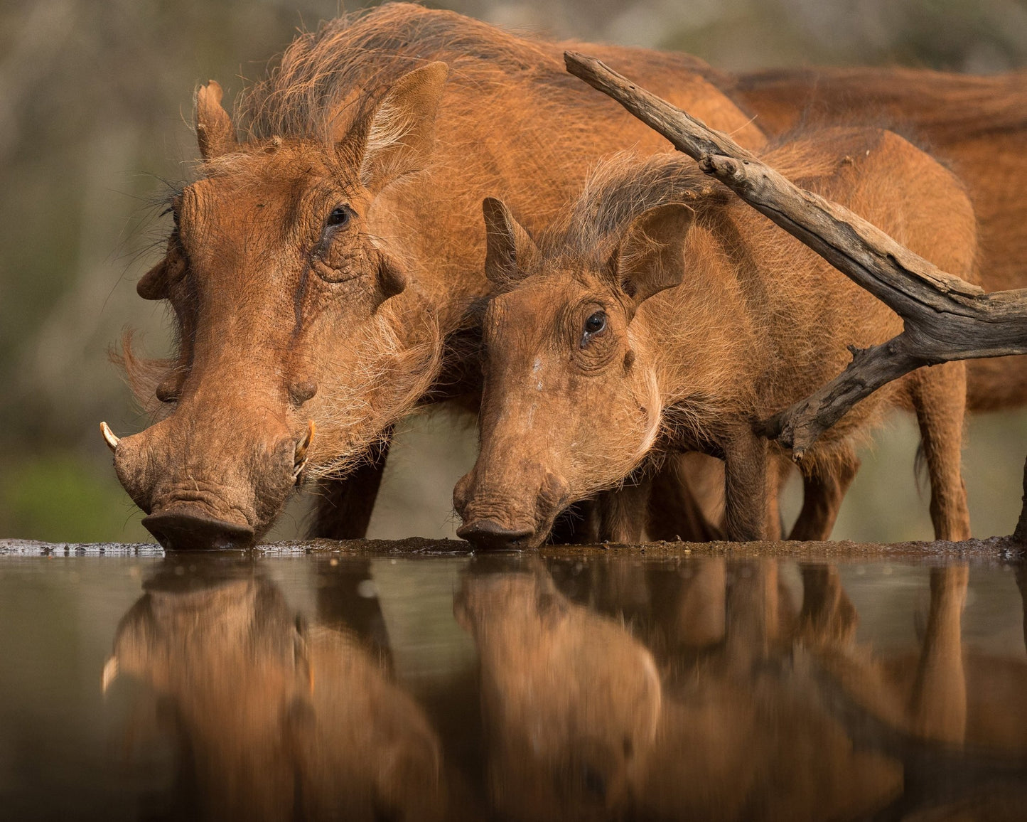 Reflected Thirst