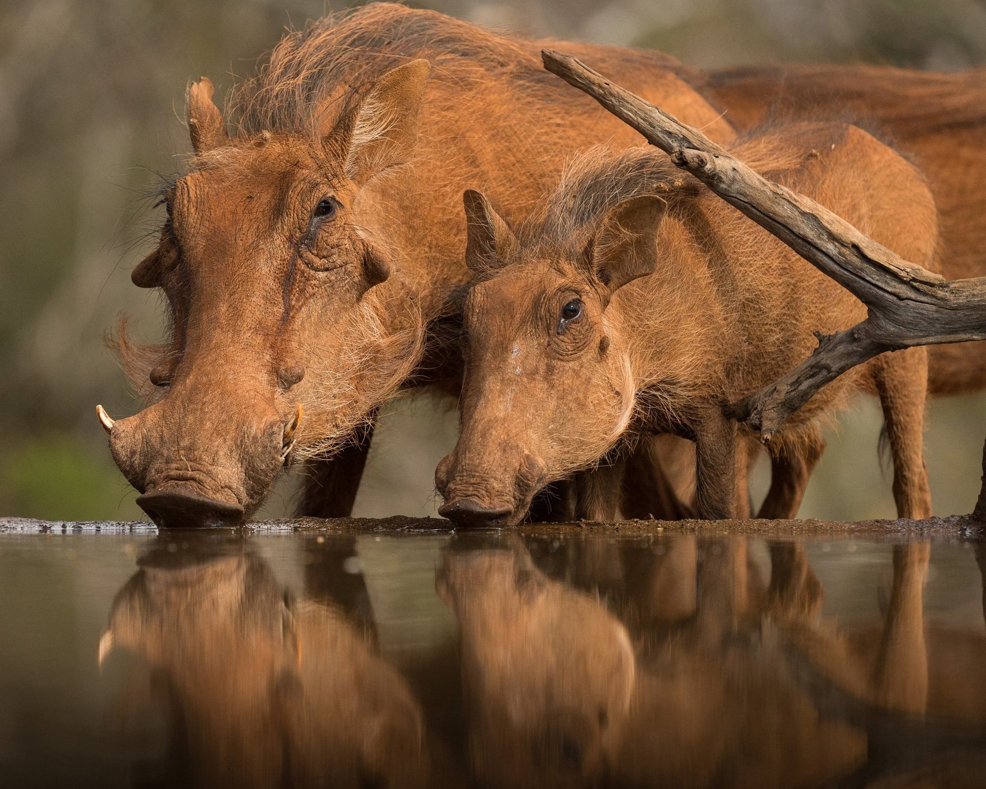 Reflected Thirst