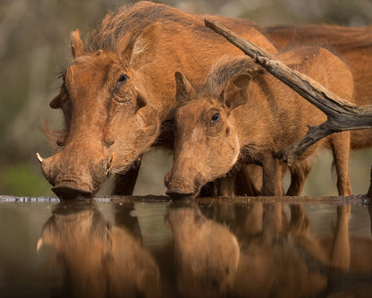 Reflected Thirst