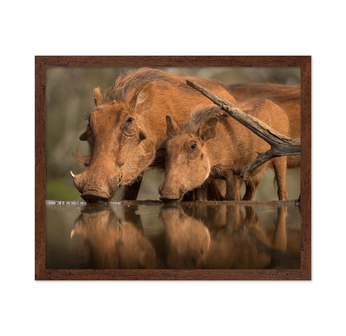Reflected Thirst