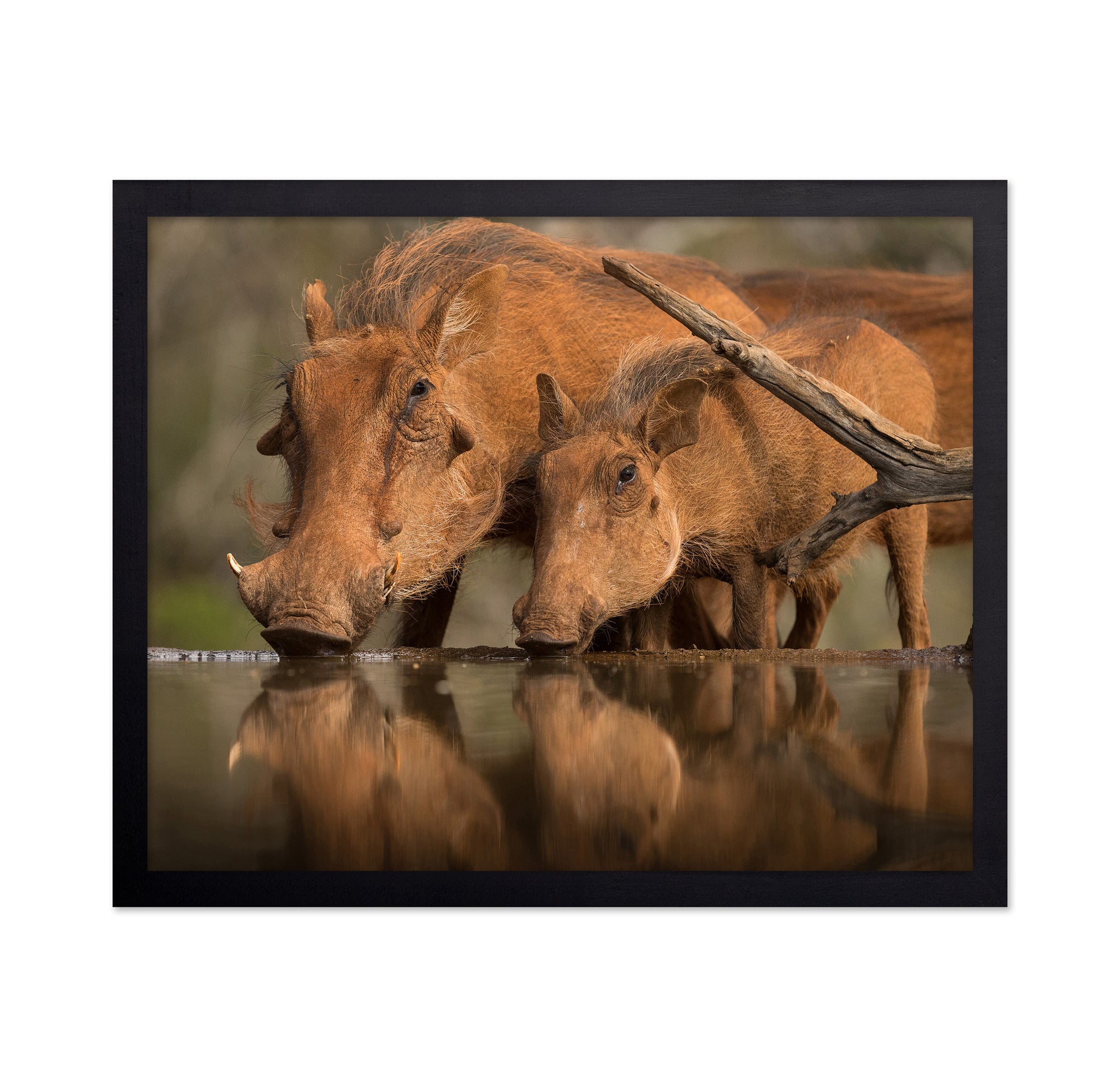 Reflected Thirst