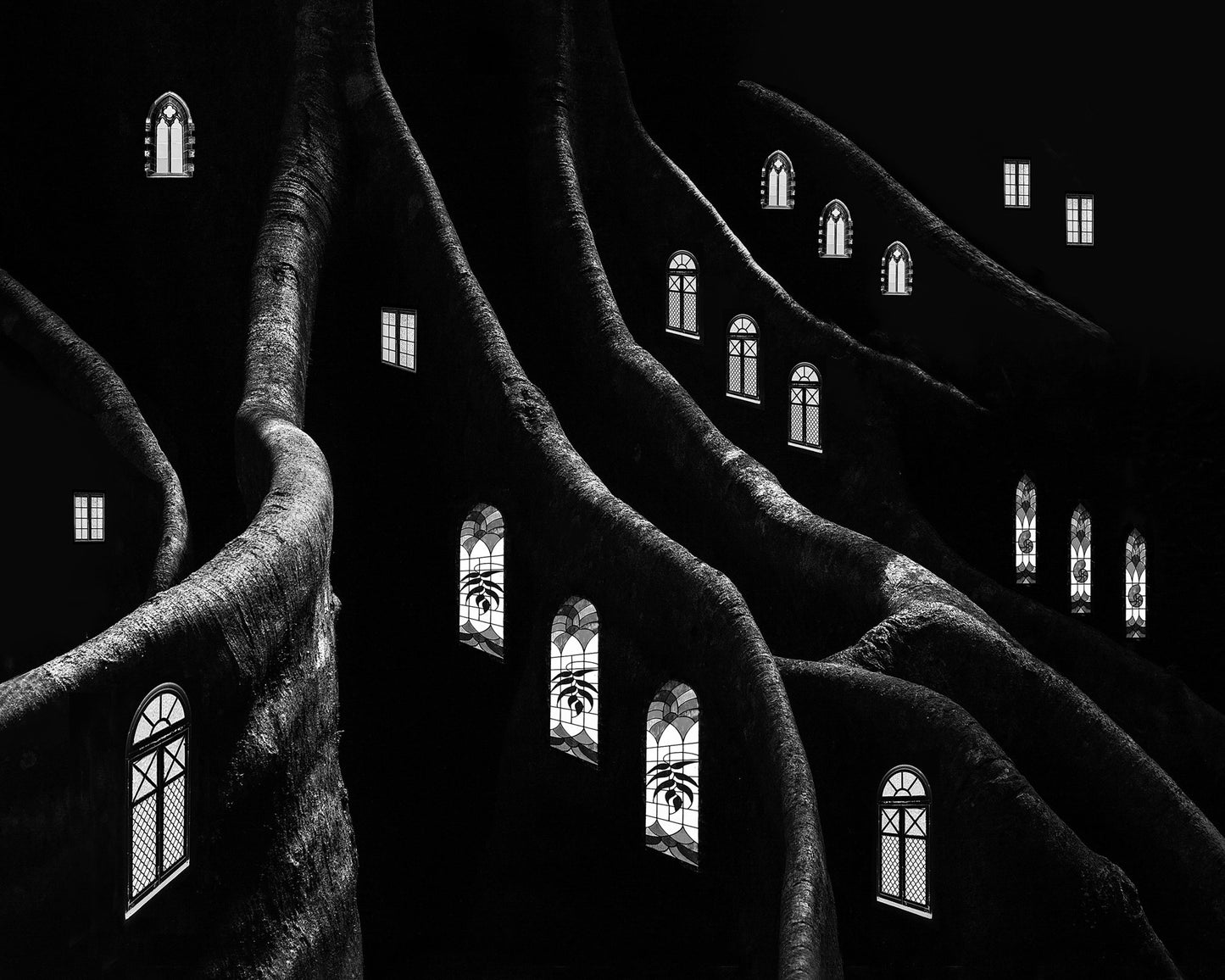 Windows of the Forest