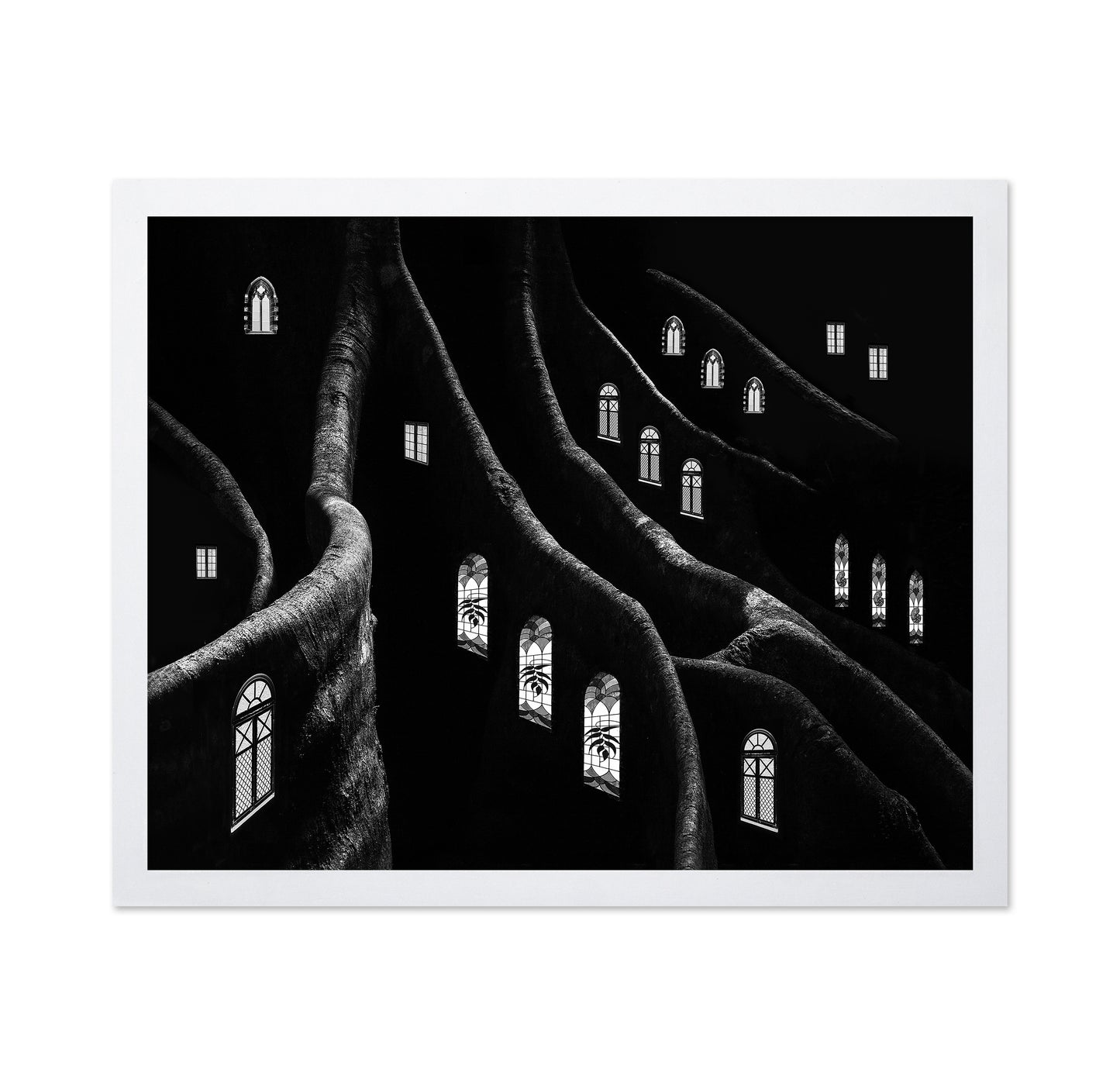 Windows of the Forest