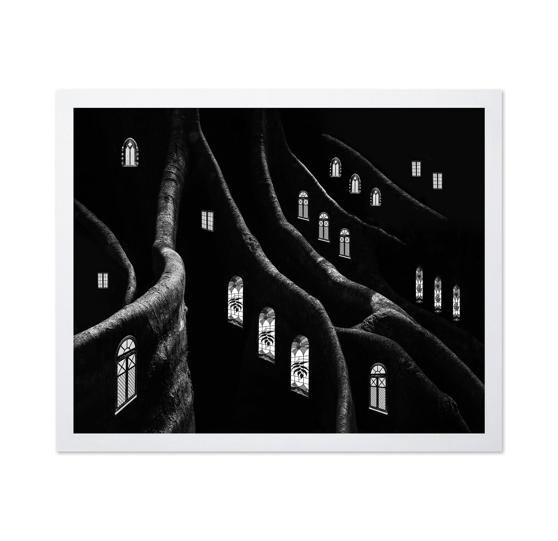 Windows of the Forest