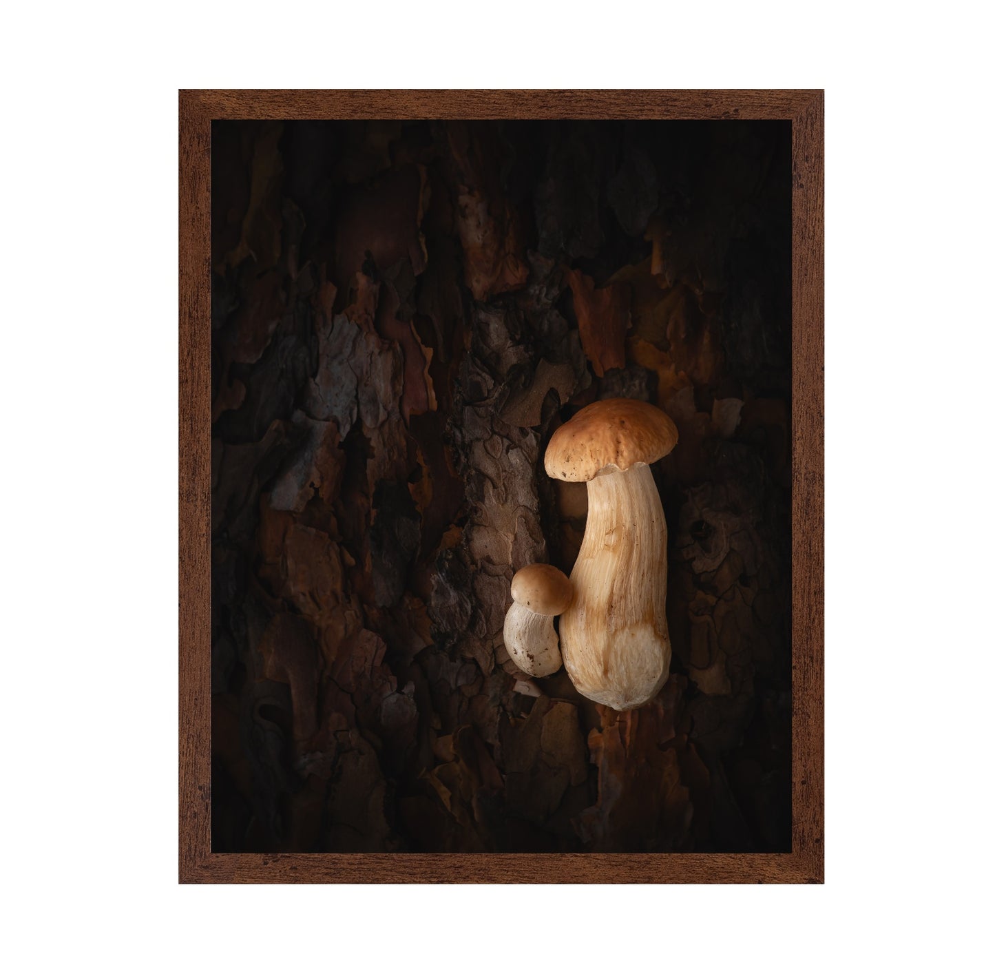 Mushroom Whispers