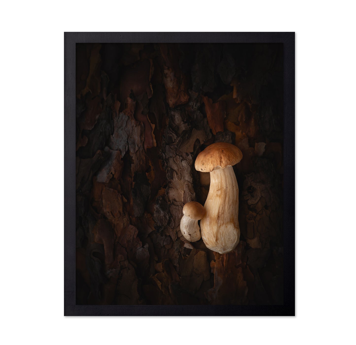 Mushroom Whispers
