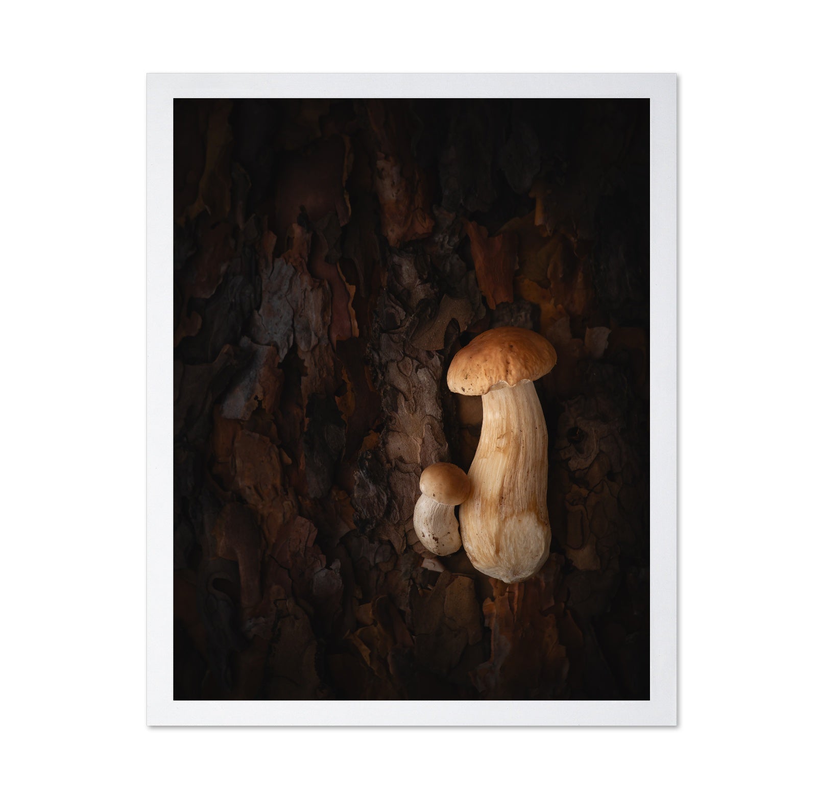 Mushroom Whispers