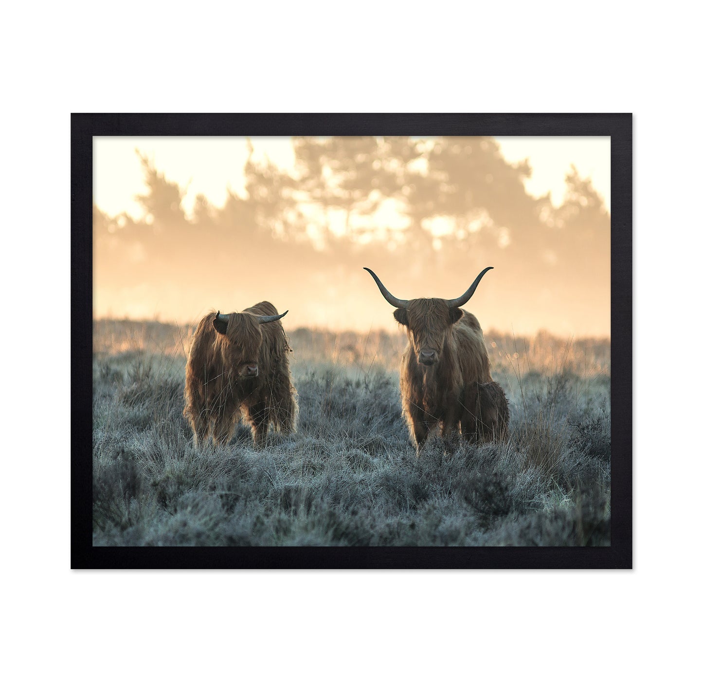 Three Highlanders