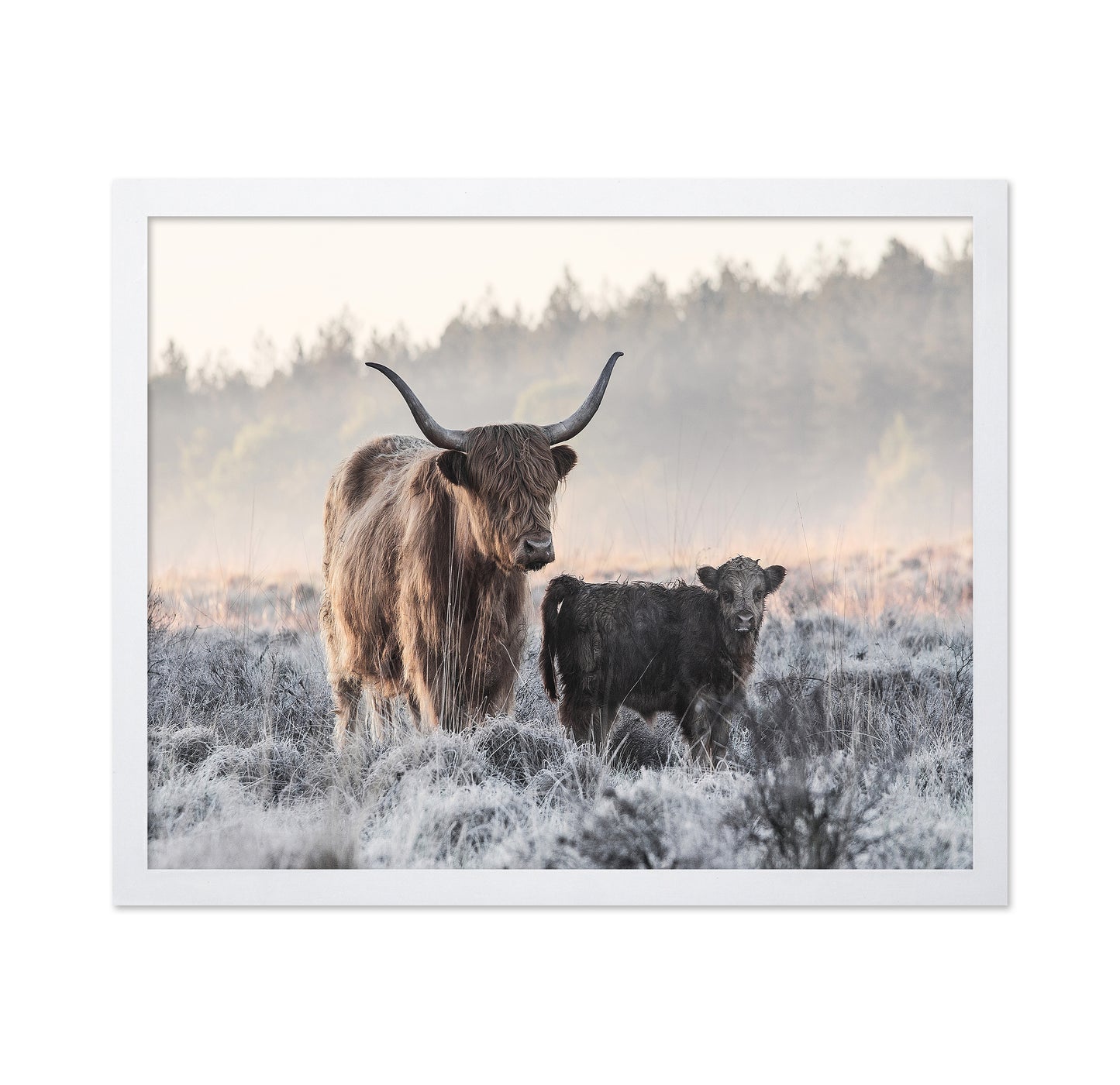 Highlander and Calf