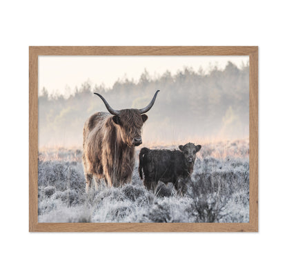Highlander and Calf