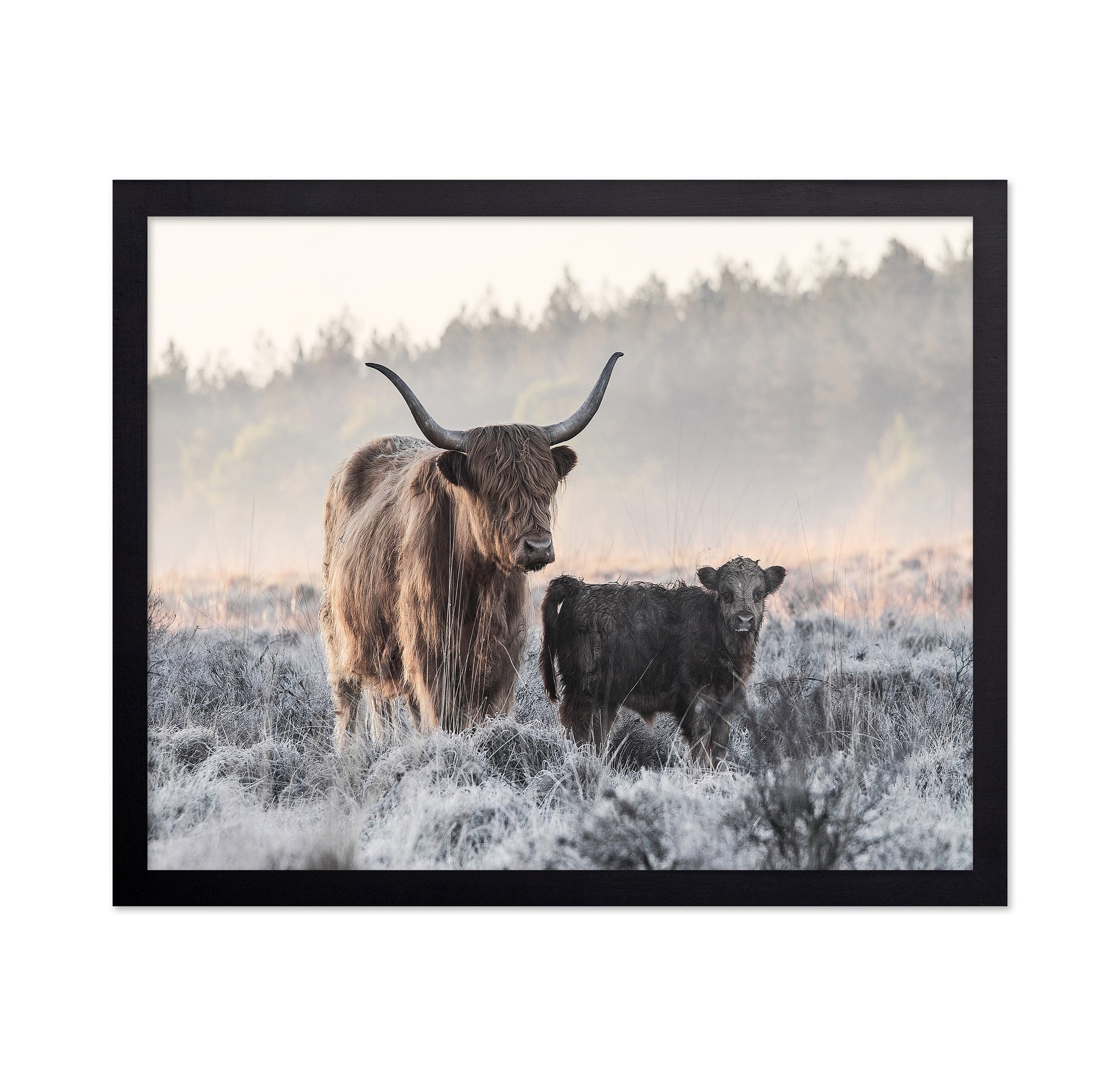 Highlander and Calf