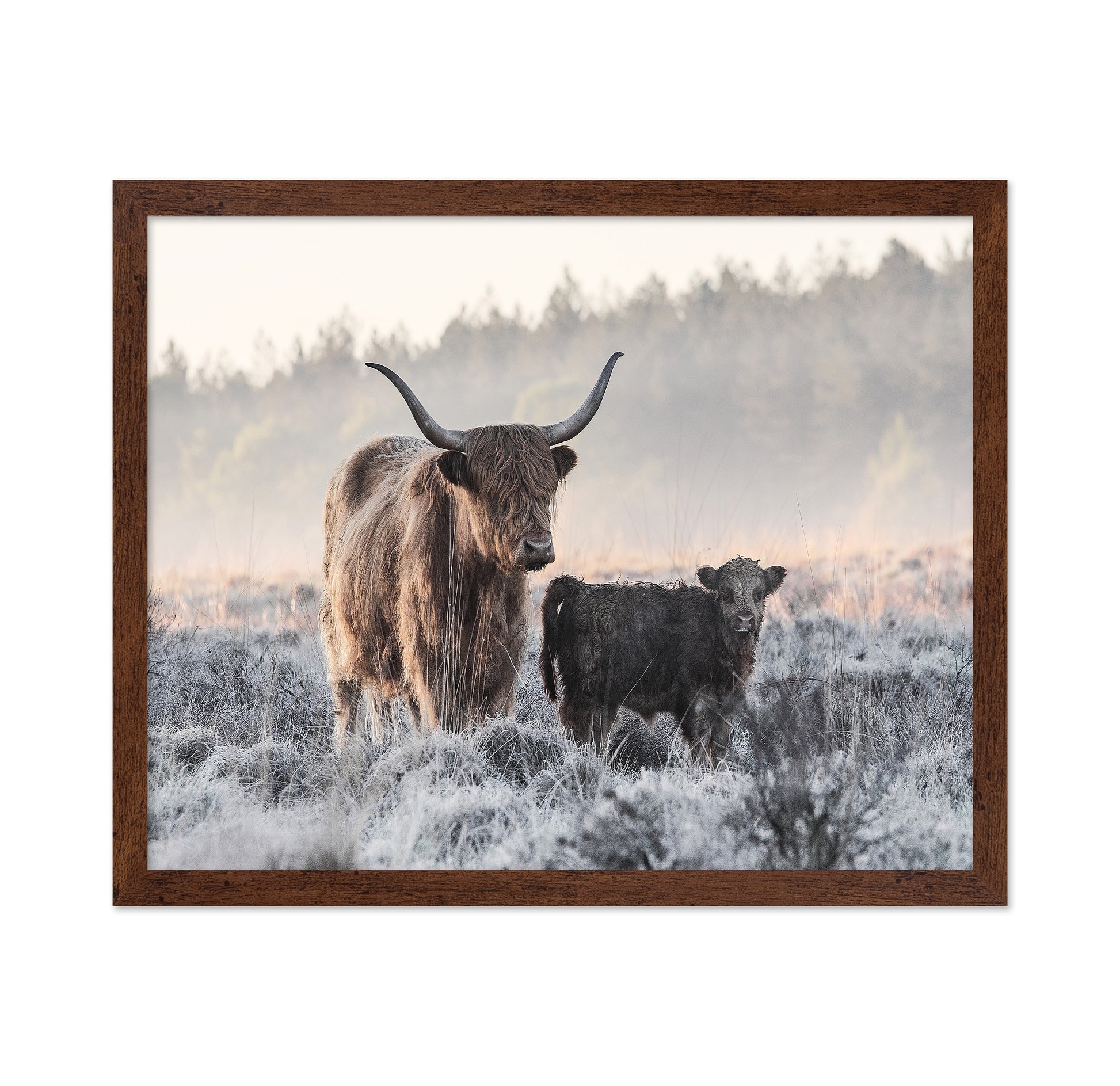 Highlander and Calf