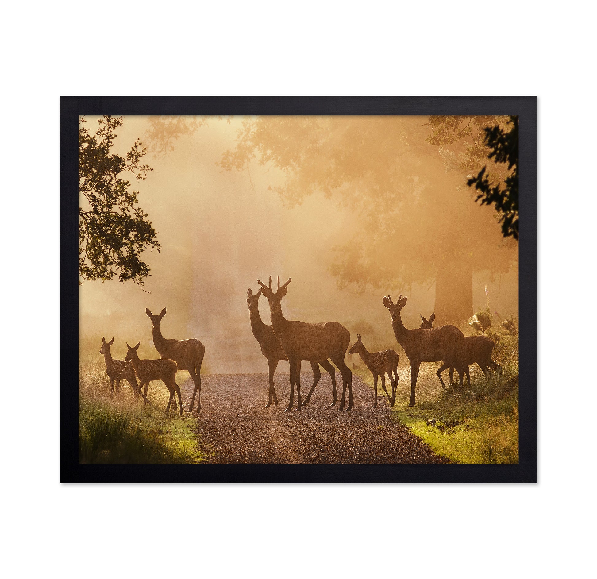 Deer on Path