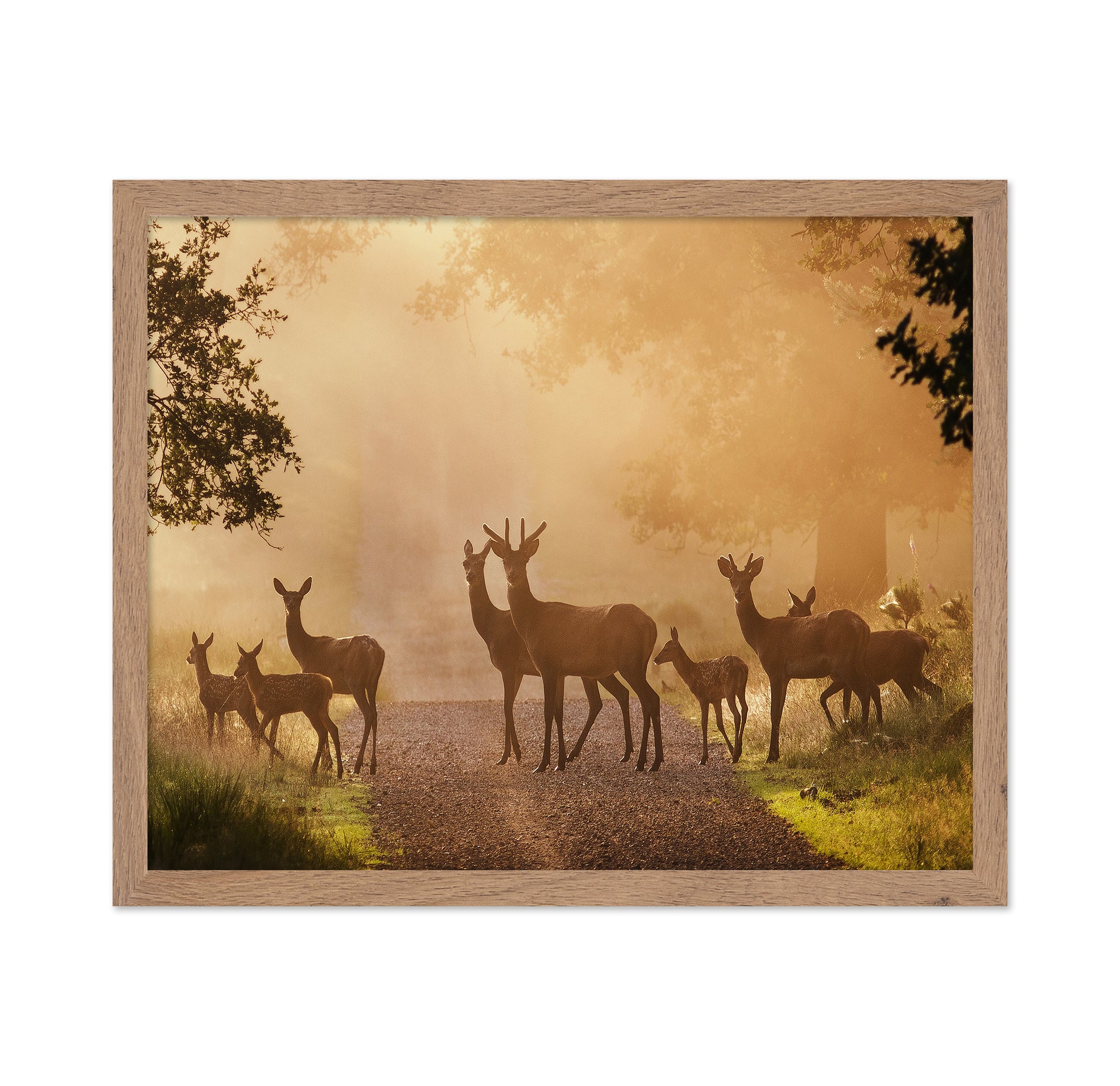 Deer on Path