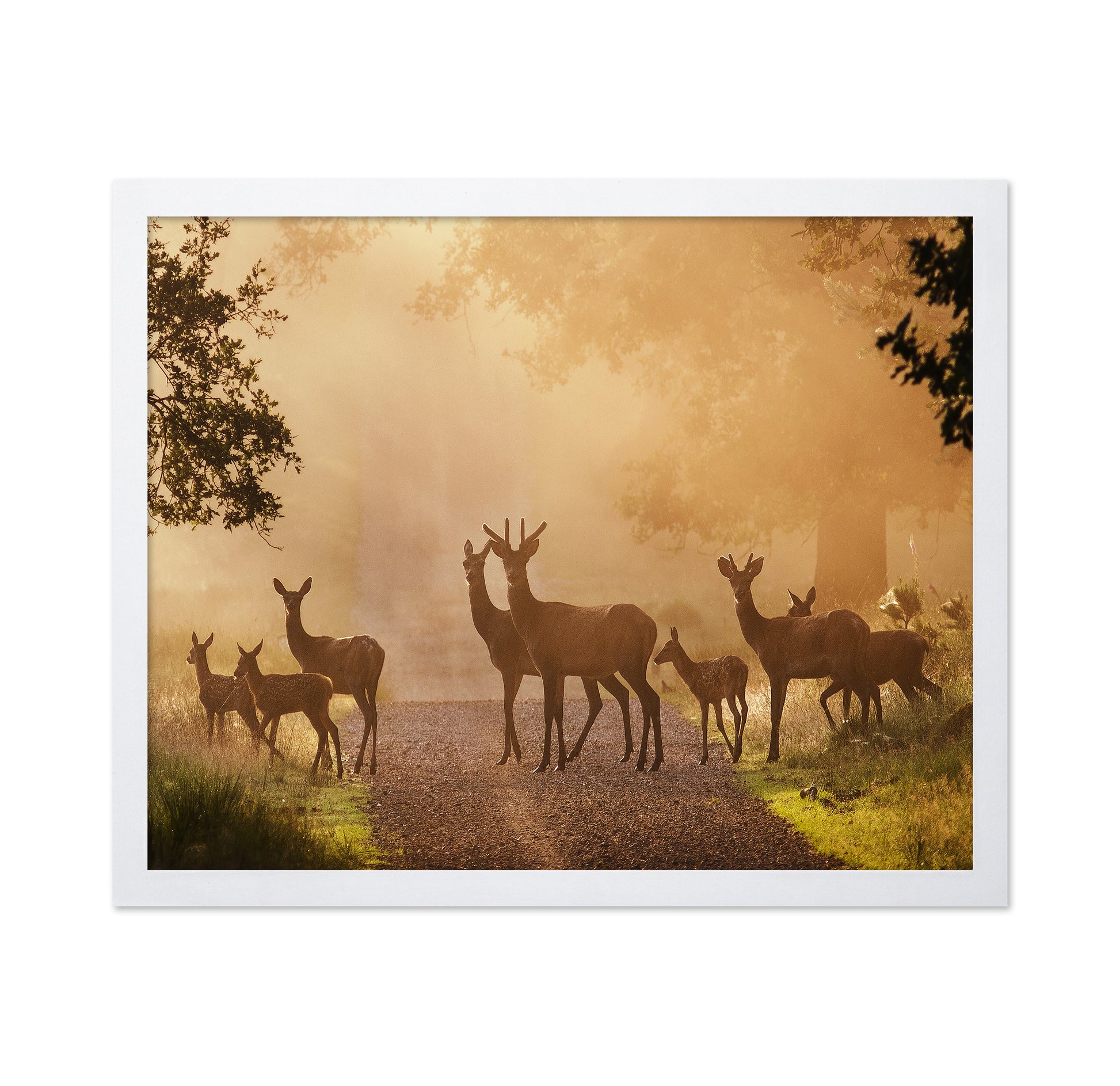 Deer on Path