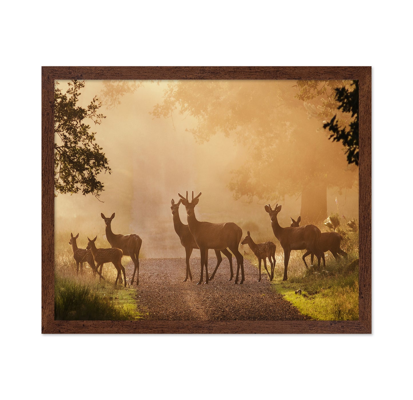 Deer on Path
