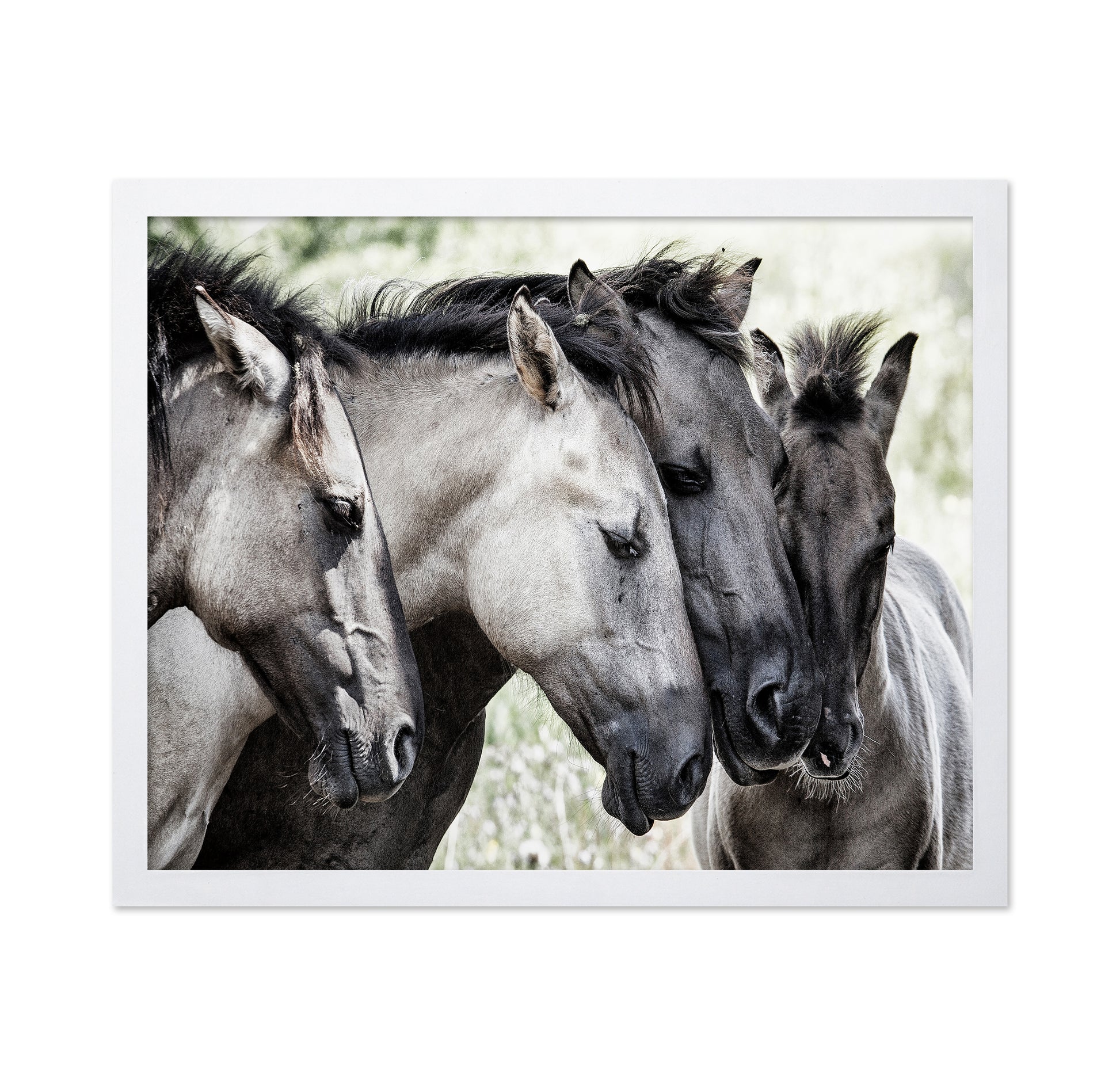 Four Konik Horses
