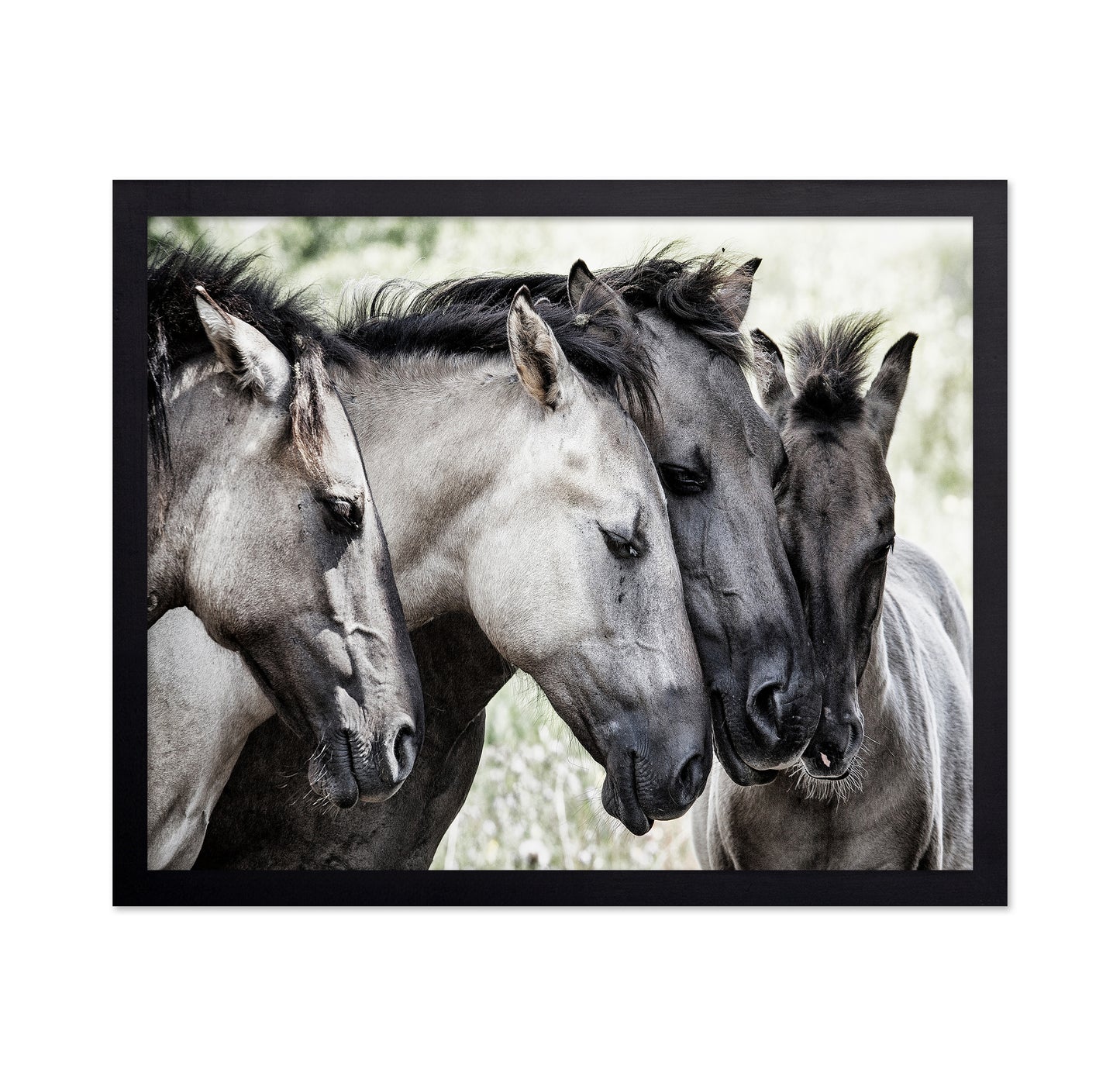 Four Konik Horses