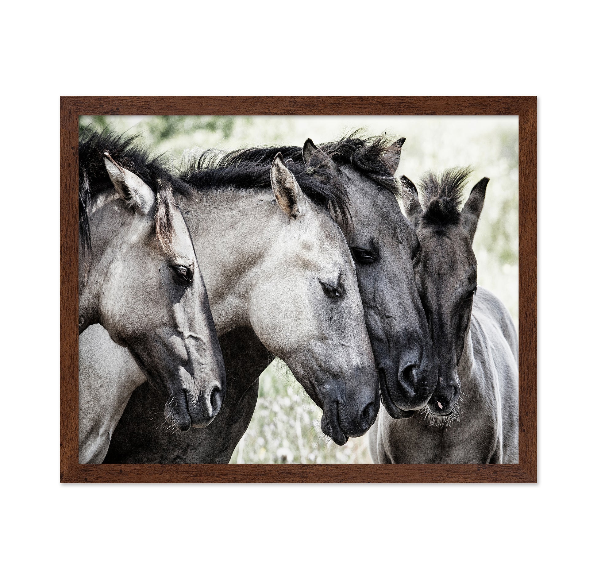 Four Konik Horses
