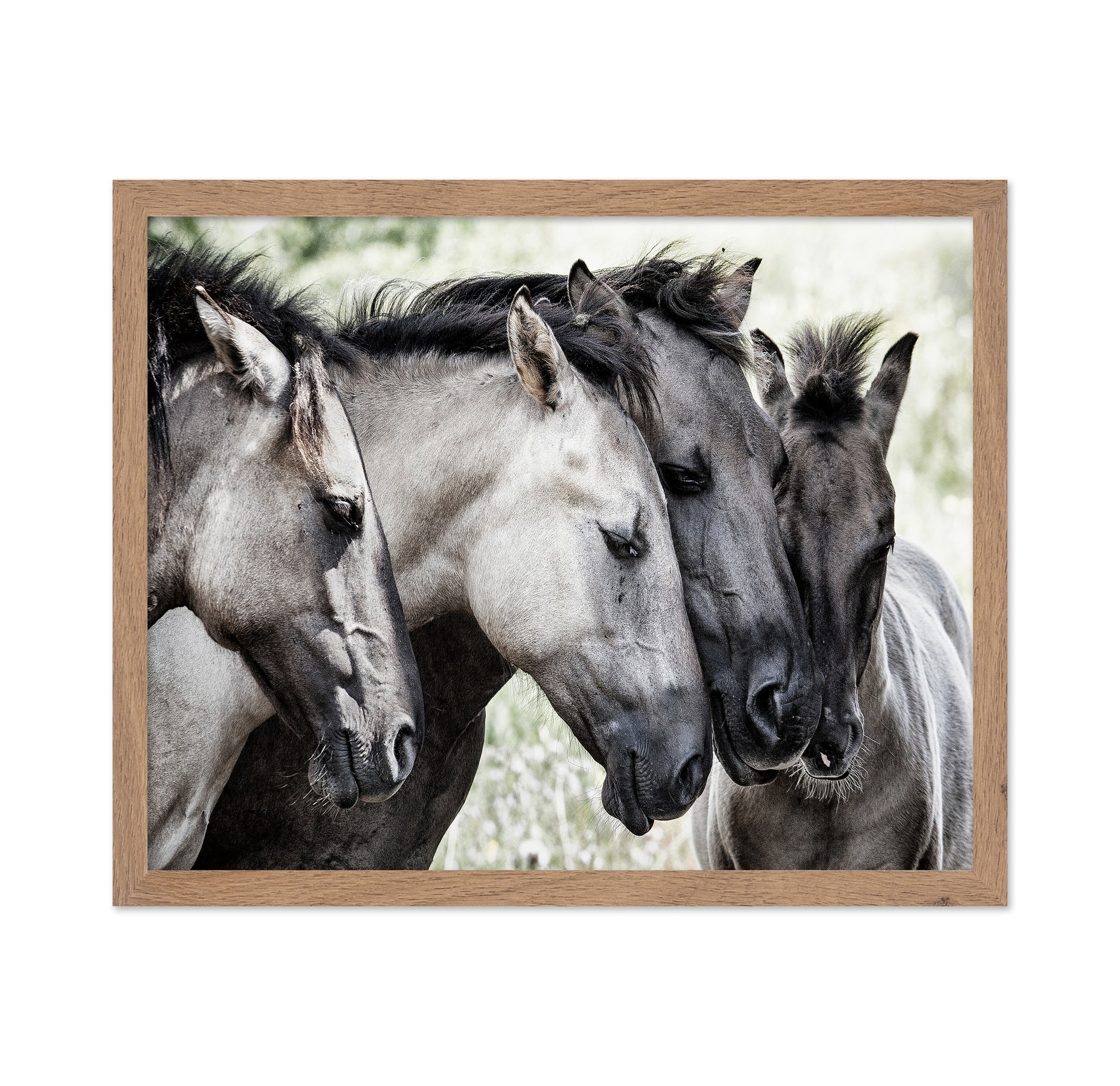Four Konik Horses