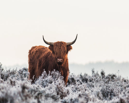 Highland Cattle