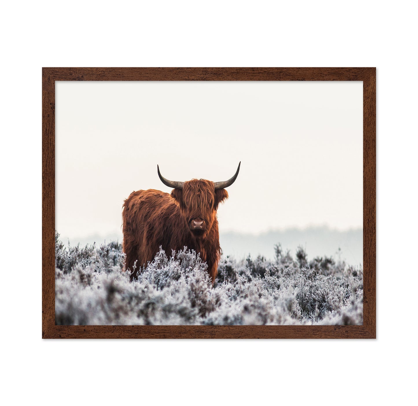 Highland Cattle