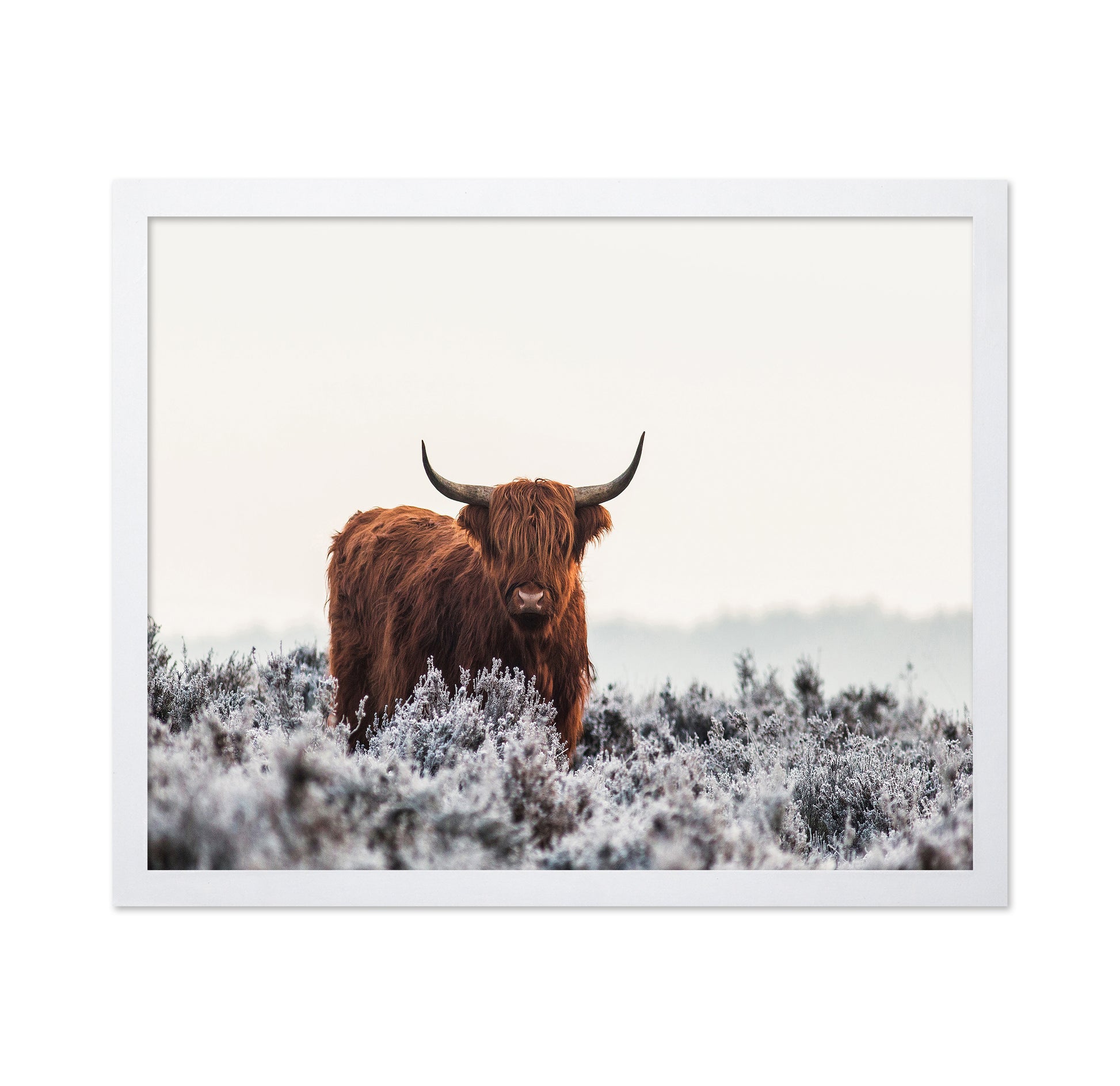 Highland Cattle