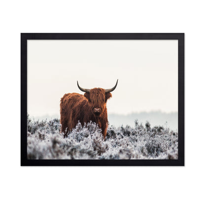 Highland Cattle