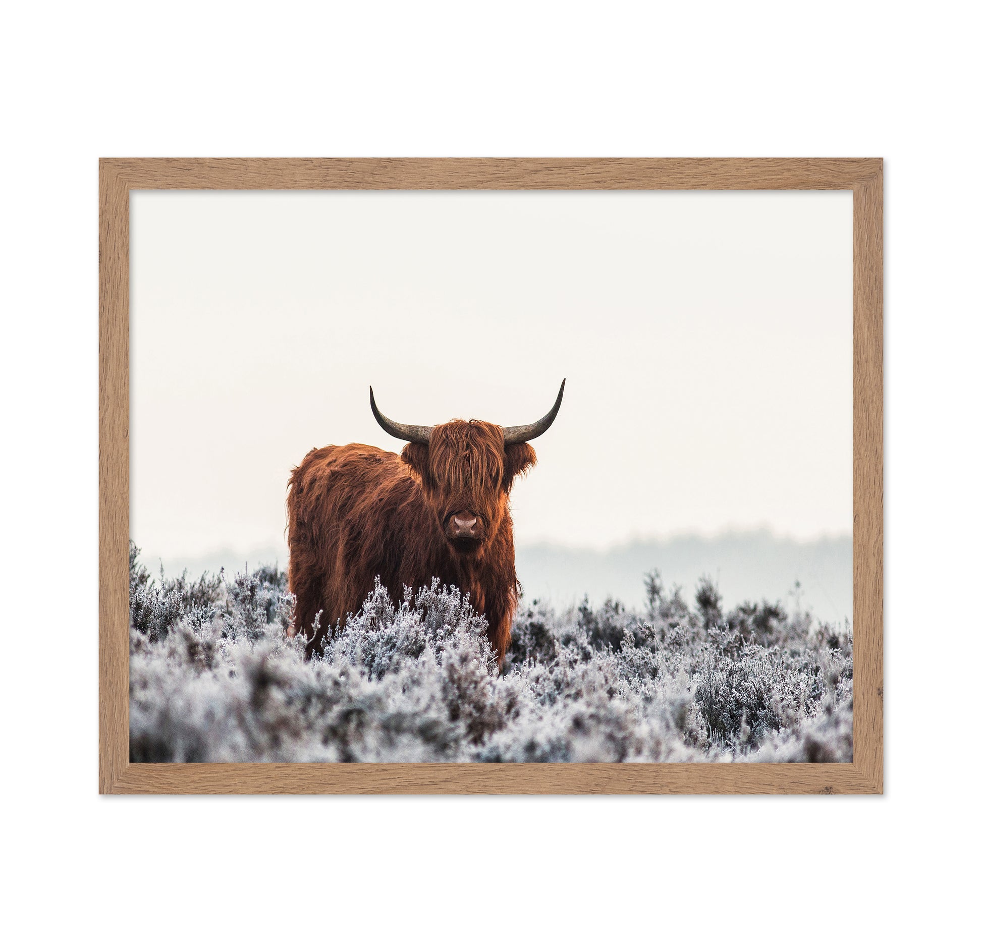 Highland Cattle