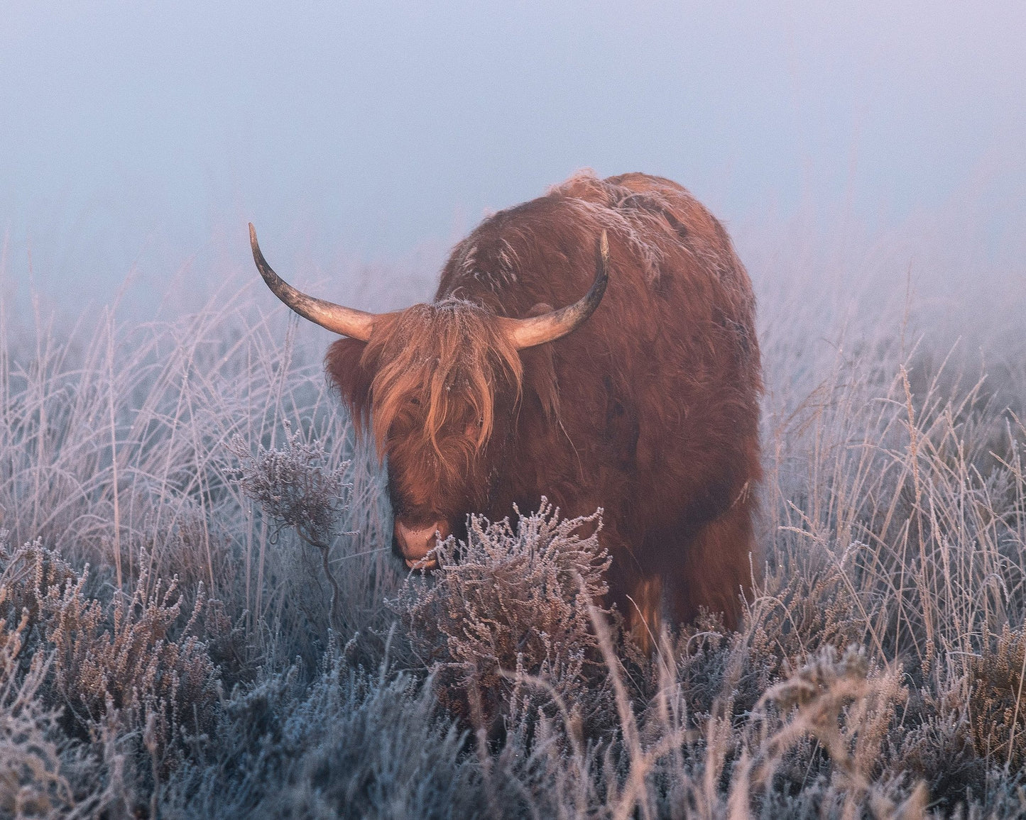 HIghlander in Cold Sunrise