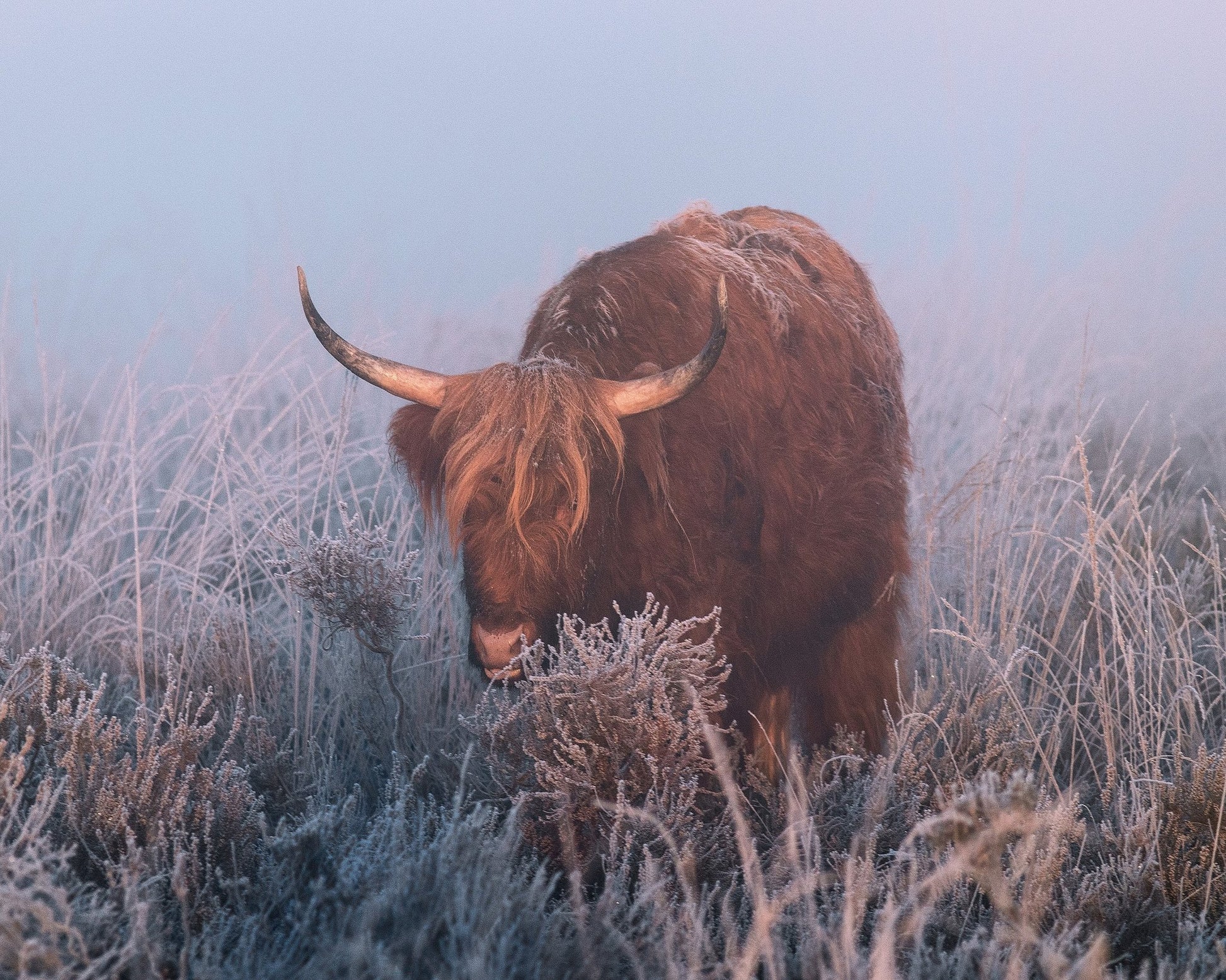 HIghlander in Cold Sunrise