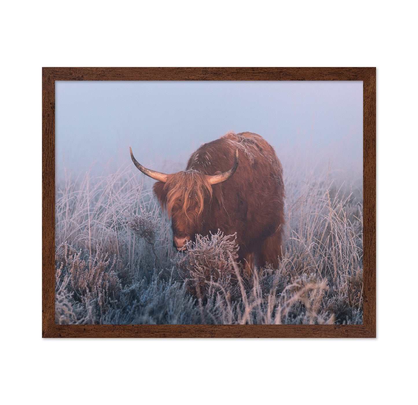 HIghlander in Cold Sunrise