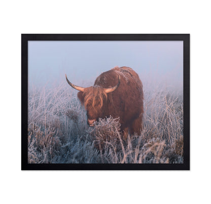 HIghlander in Cold Sunrise