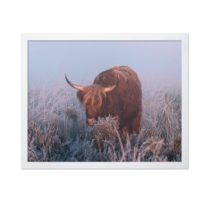 HIghlander in Cold Sunrise