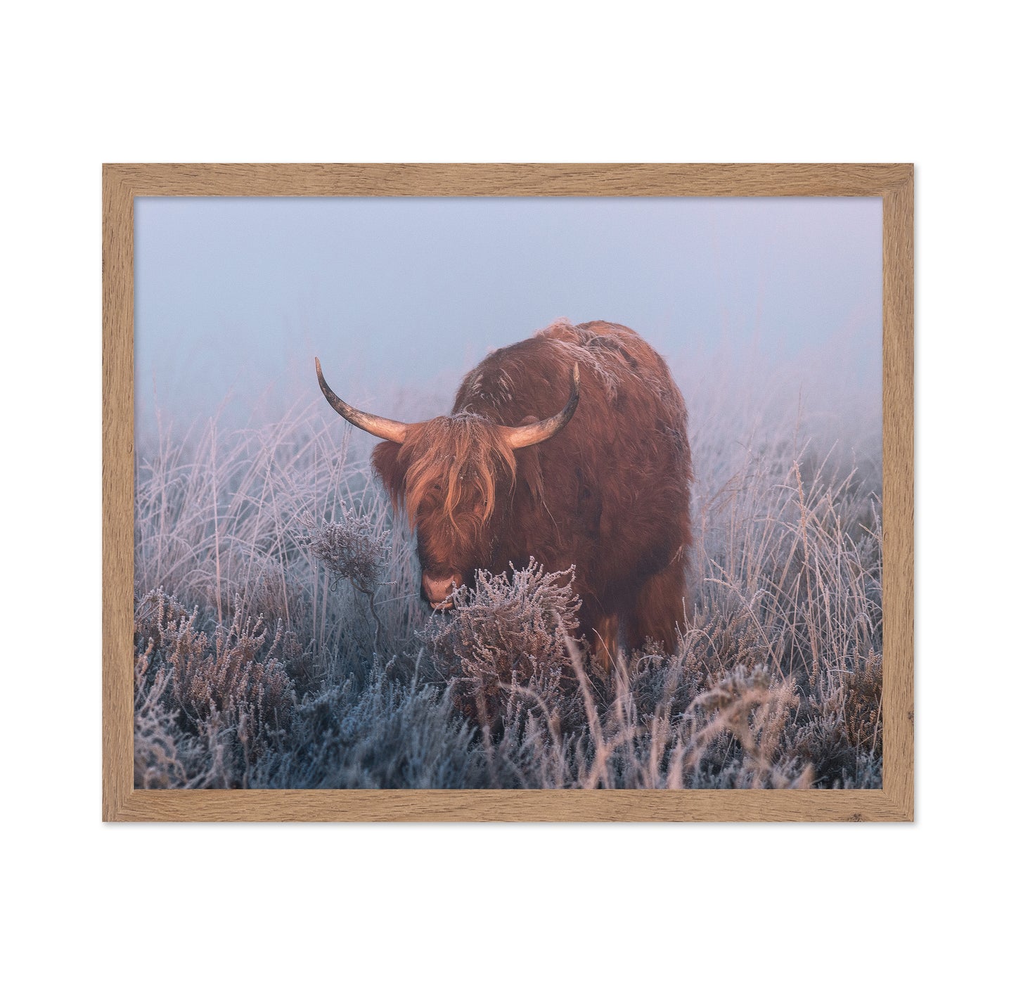 HIghlander in Cold Sunrise