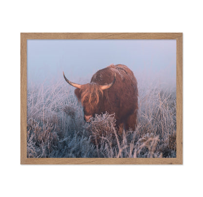 HIghlander in Cold Sunrise