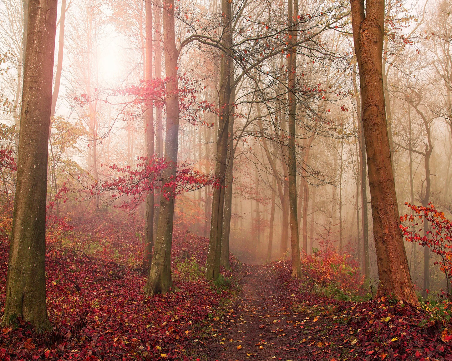 Forest Scene