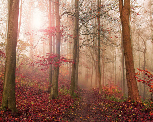 Forest Scene