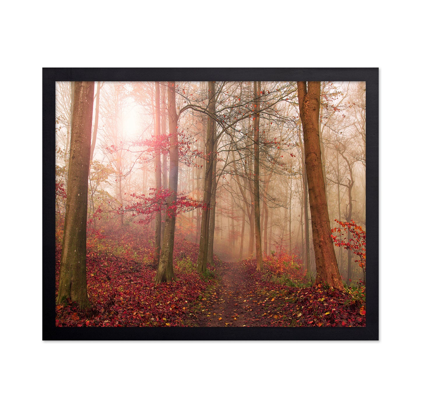 Forest Scene