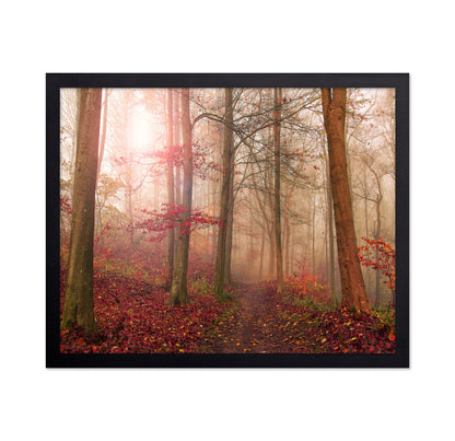 Forest Scene