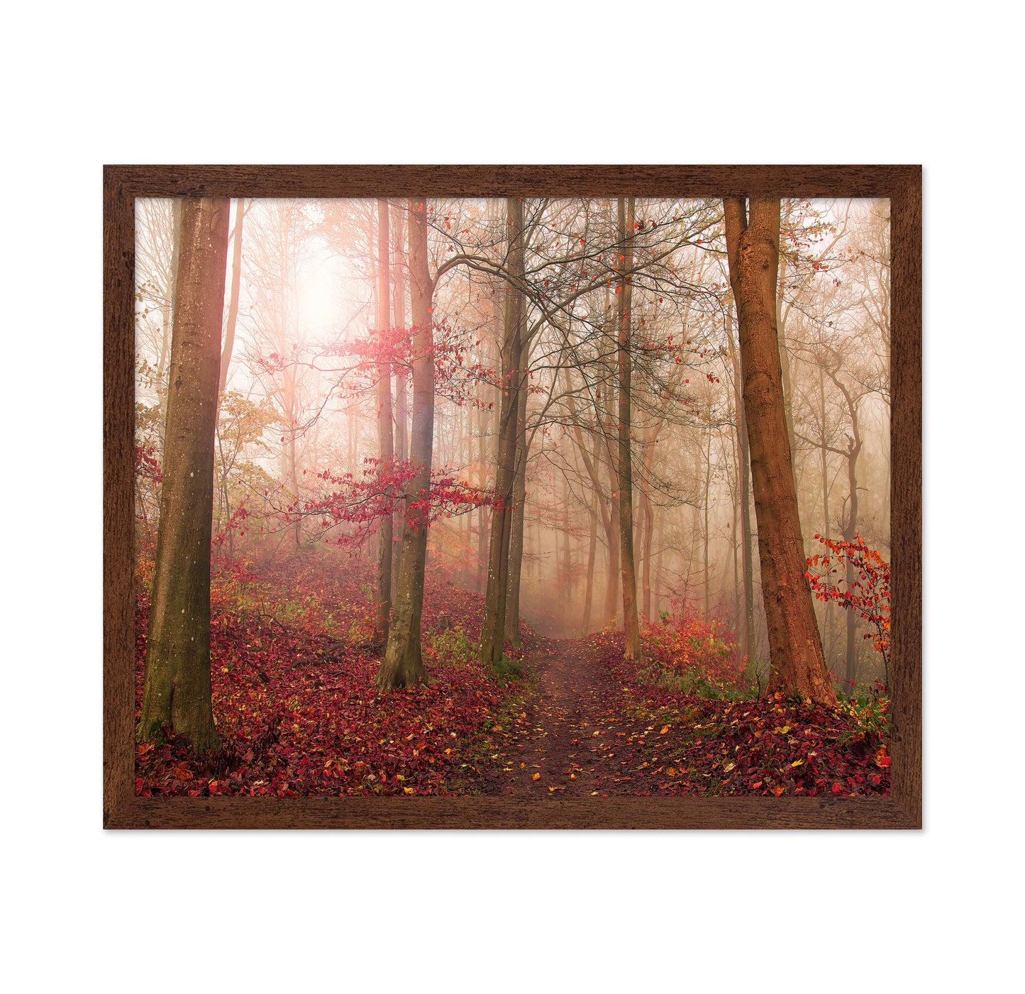 Forest Scene